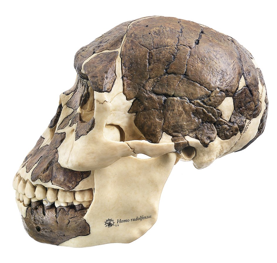 Reconstruction of a Skull of Homo rudolfensis