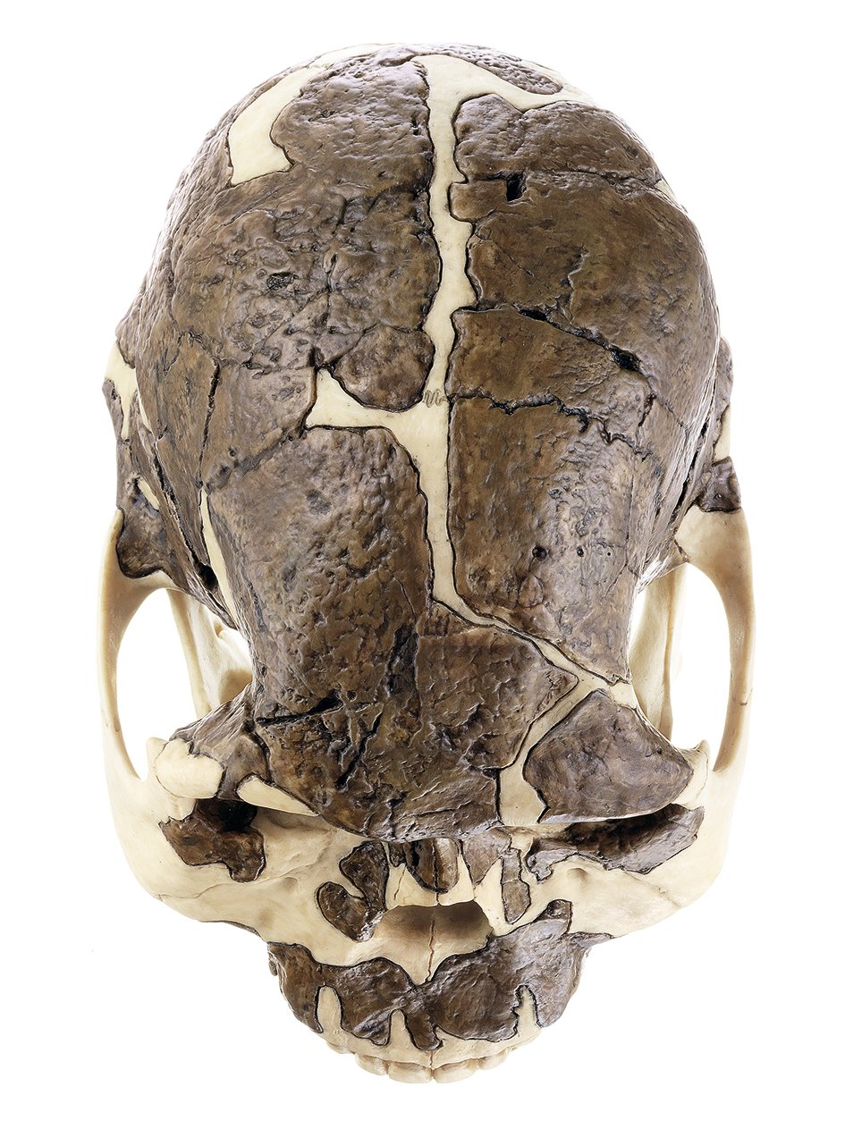 Reconstruction of a Skull of Homo rudolfensis
