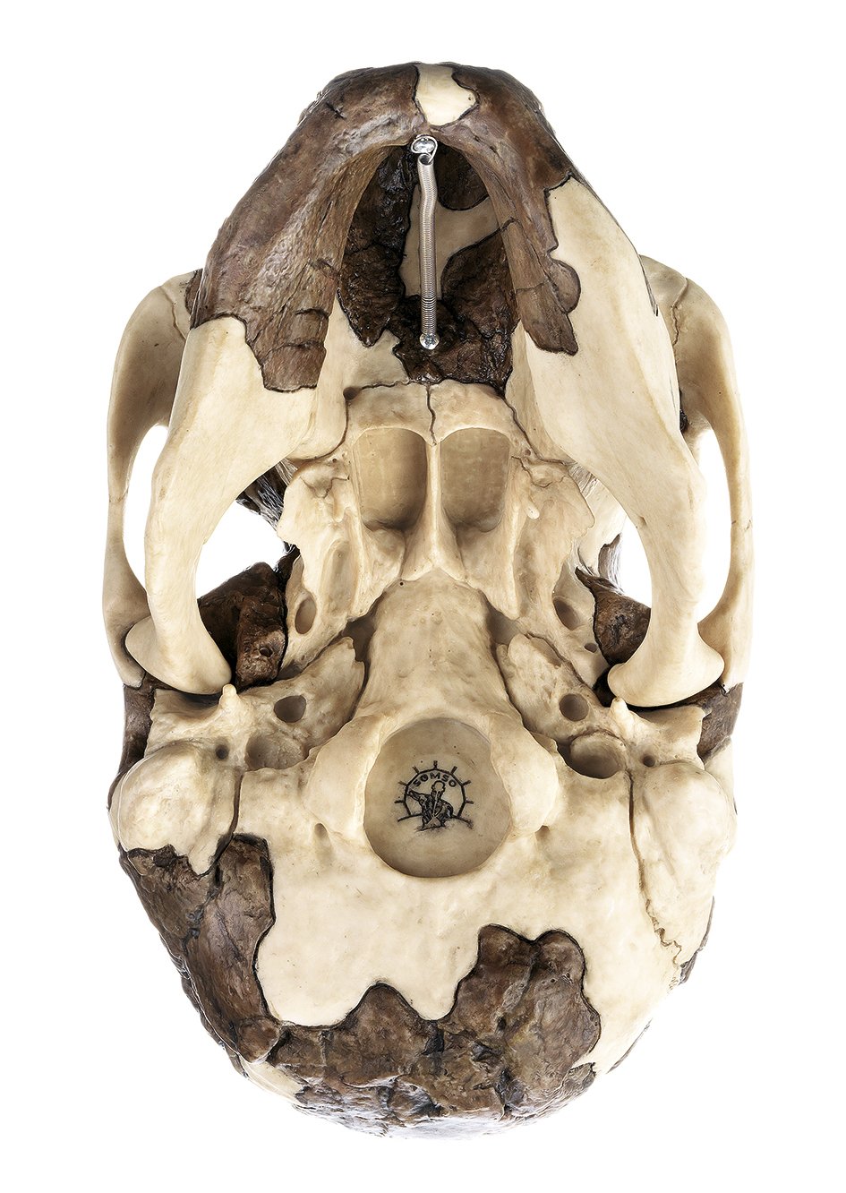 Reconstruction of a Skull of Homo rudolfensis
