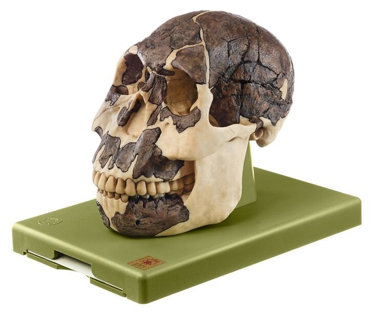 Reconstruction of a Skull of Homo rudolfensis