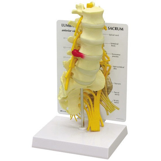 sacrum-model-1__86937.1643511676.1280.1280.jpg
