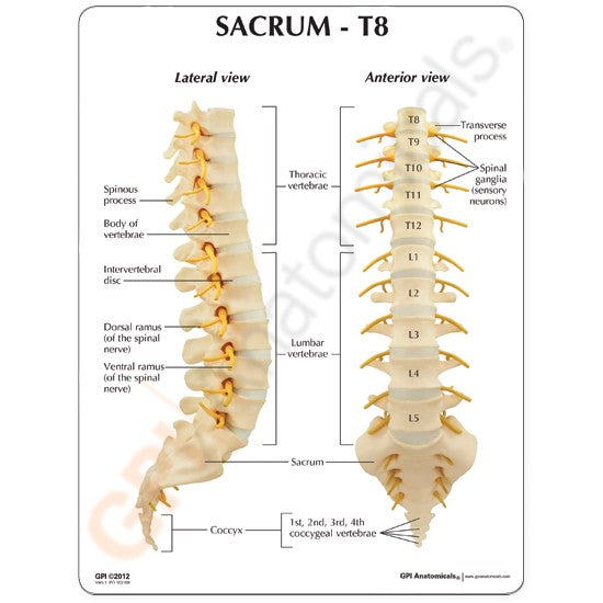 Sacrum - T8 Spine