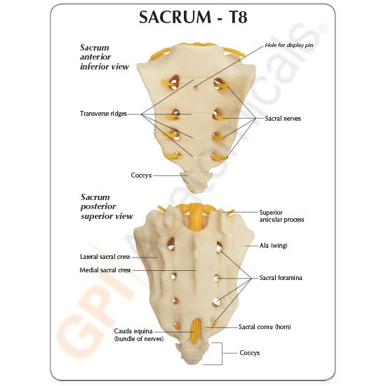Sacrum - T8 Spine