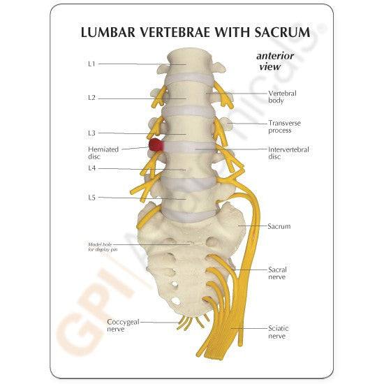 sacrum-model-4__60900.1643511676.1280.1280.jpg