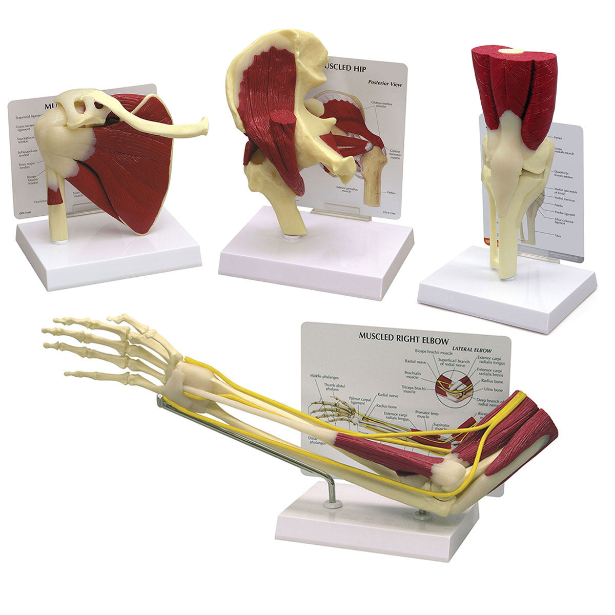 Set of muscled joints: shoulder. elbow, hip and knee