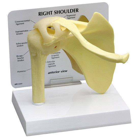 shoulder-model-1__49588.1643511676.1280.1280.jpg