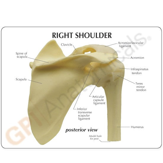 Basic Shoulder