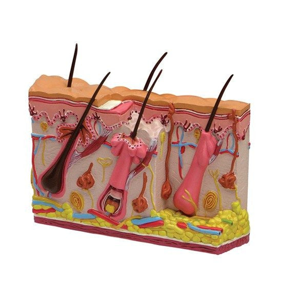 skin-acne-model-2-550x550__38106.1643511677.1280.1280.jpg