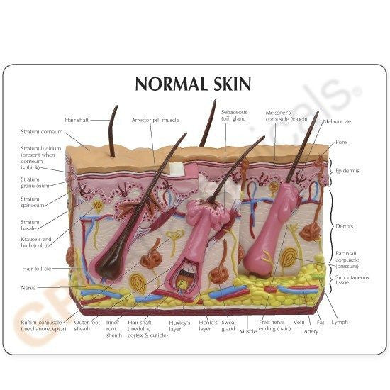 skin-model-4-550x550__71082.1643511677.1280.1280.jpg