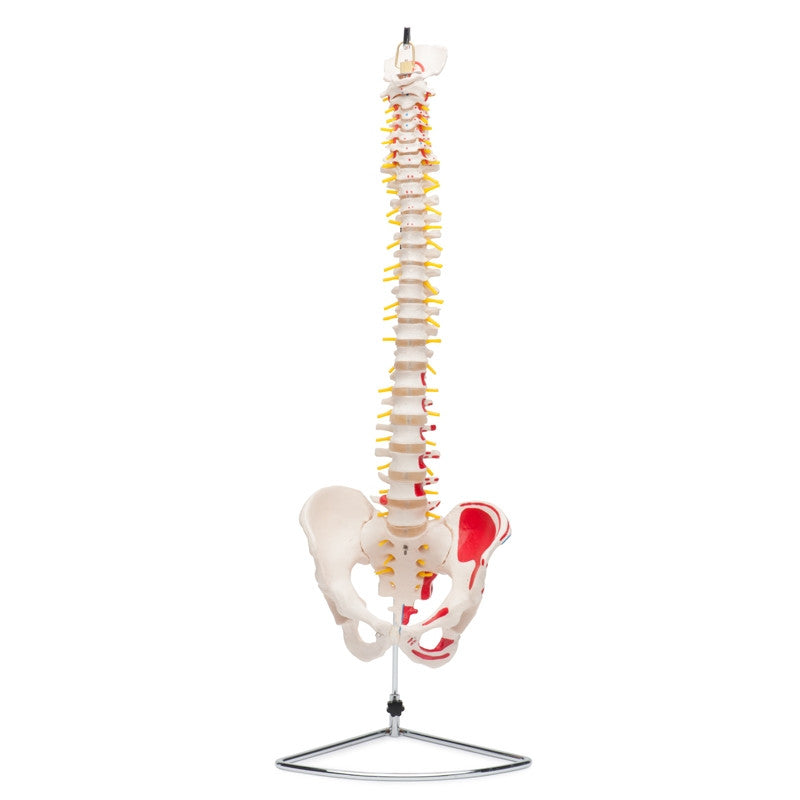 spine-artery-1__63308.1589753087.1280.1280.jpg