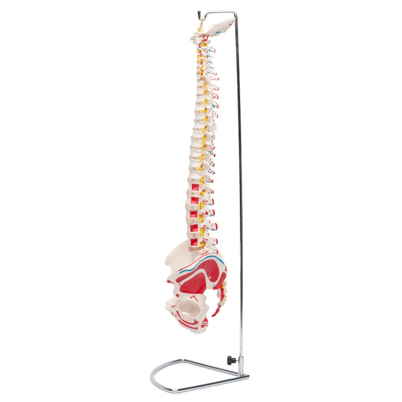 spine-artery-2__08257.1589753086.1280.1280.jpg