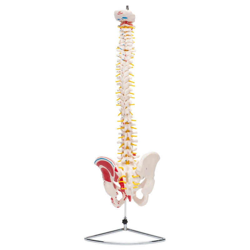 spine-artery-3__01100.1589753088.1280.1280.jpg