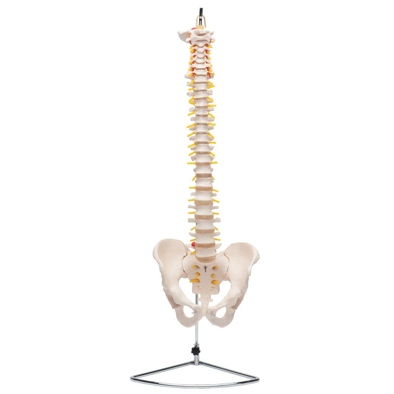 spine-plain-1__99611.1589753133.1280.1280.jpg