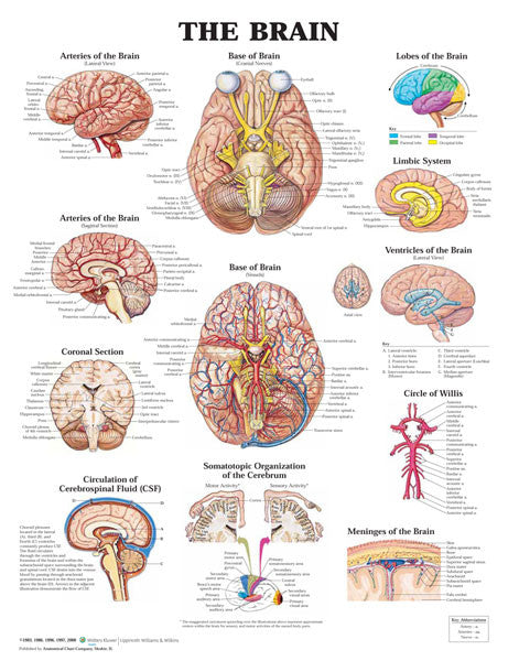 the-brain_1__35652.1589753212.1280.1280.jpg