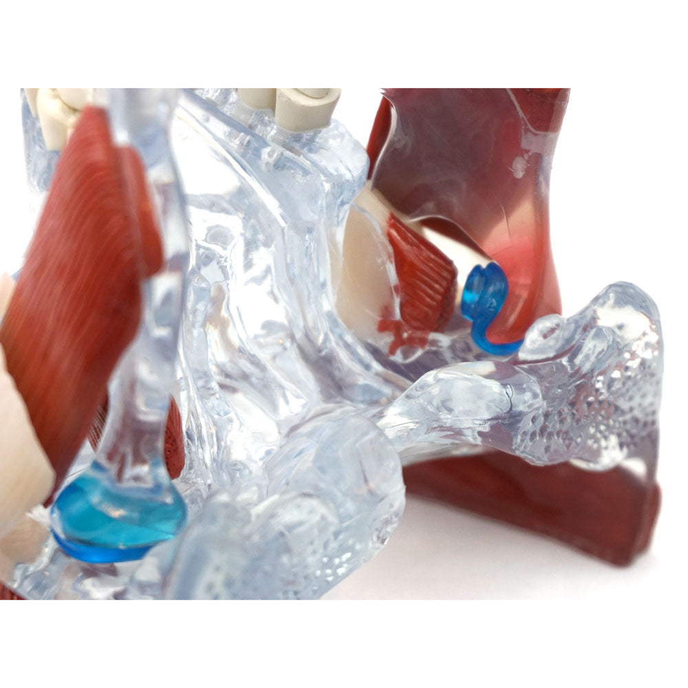 TMJ Model - detail