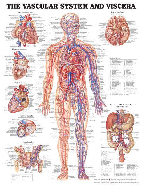 vascular-system_1__16725.1589753240.1280.1280.jpg