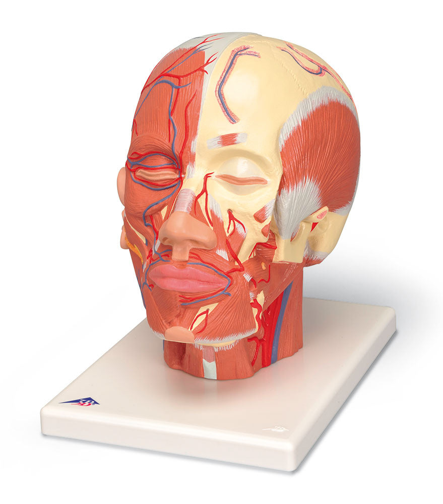 Head Musculature w/ Vessels