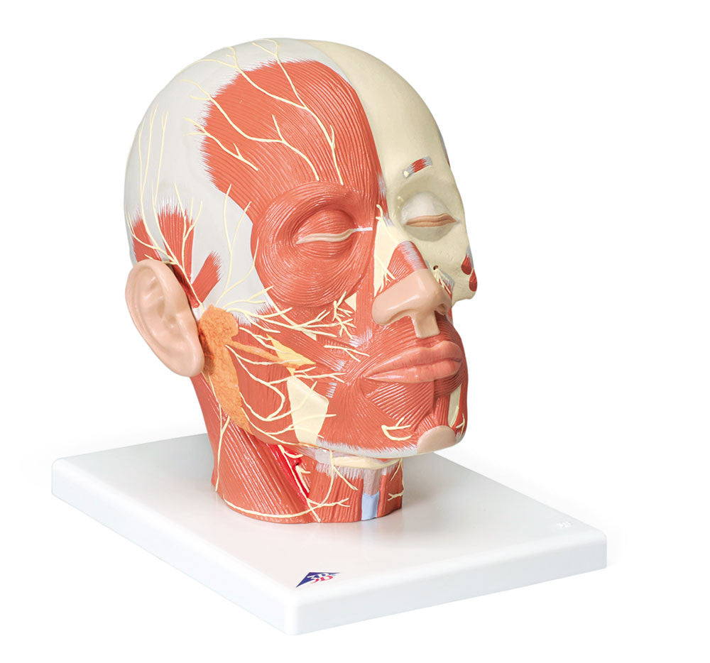 Head Musculature w/ Nerves