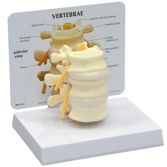 Basic Vertebrae (L2, L3, L4)