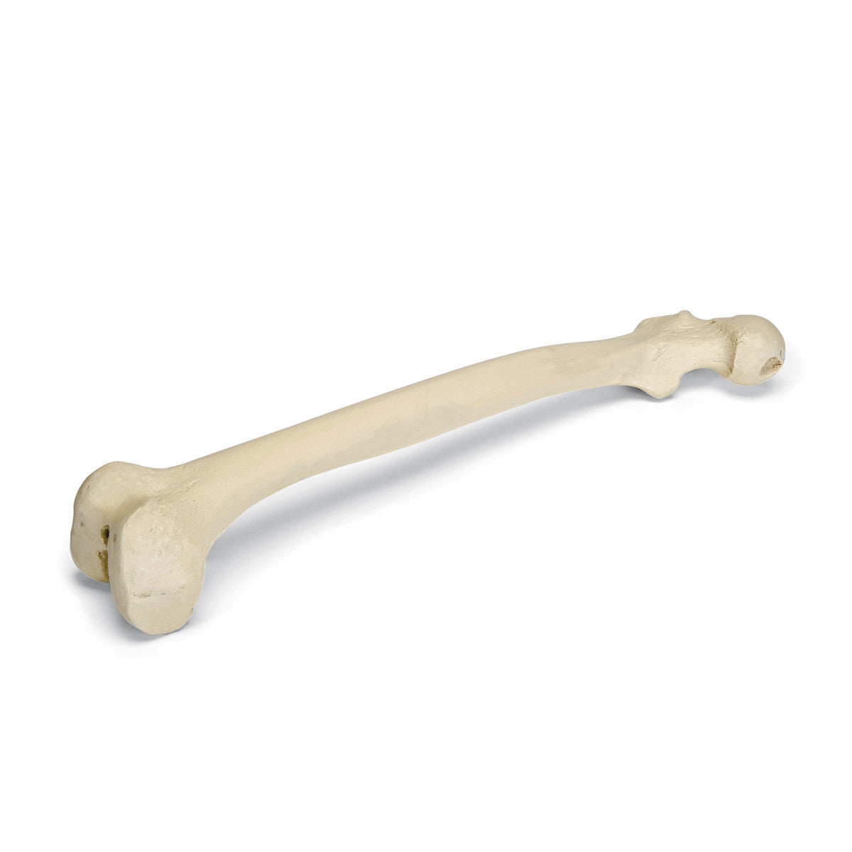 w19121_01_1200_1200_orthobones-premium-right-femur__55790.1589753180.1280.1280.jpg