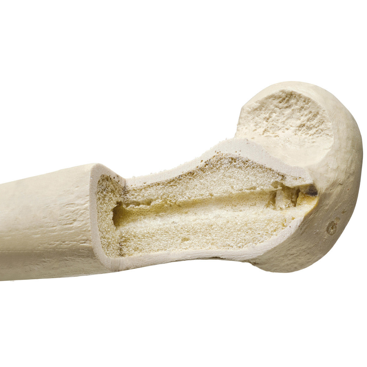 w19121_04_1200_1200_orthobones-premium-right-femur__50544.1589753181.1280.1280.jpg