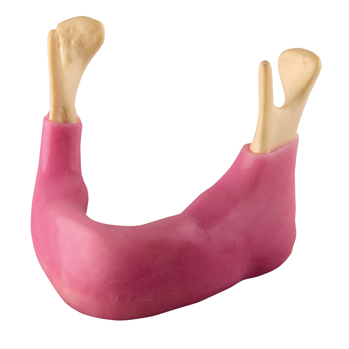 w19136_orthobones-premium-edentulous-mandible-with-gum__74807.1589753252.1280.1280.jpg