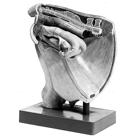 Cow - Female Pelvis without Fetus Somso Zo 10