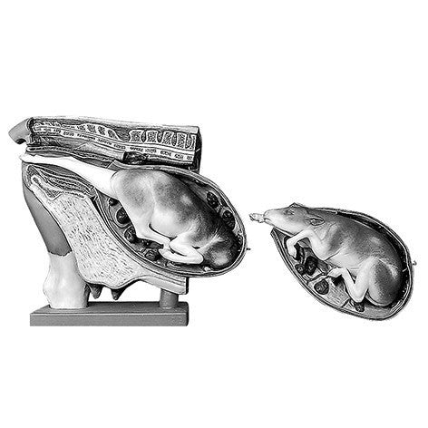 Cow - Female Pelvis with Interchangeable Uterus Somso Zo 11