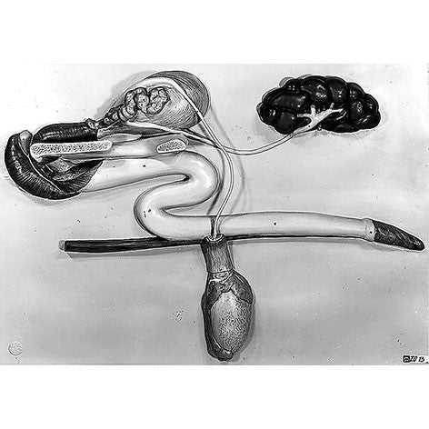 Genital Organ of the Bull with Urinary System Somso Zo 13