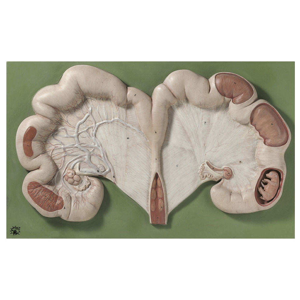 Uterus of the Pig with Fetus Somso Zo 20