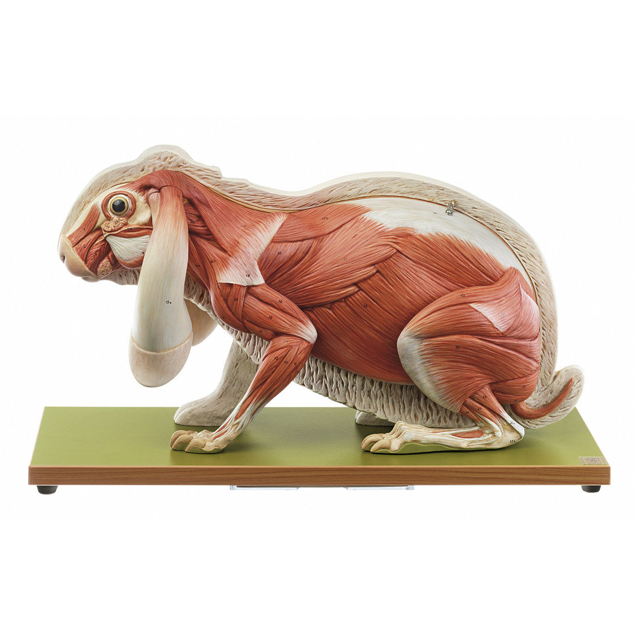 Domestic Rabbit Somso Zo 24