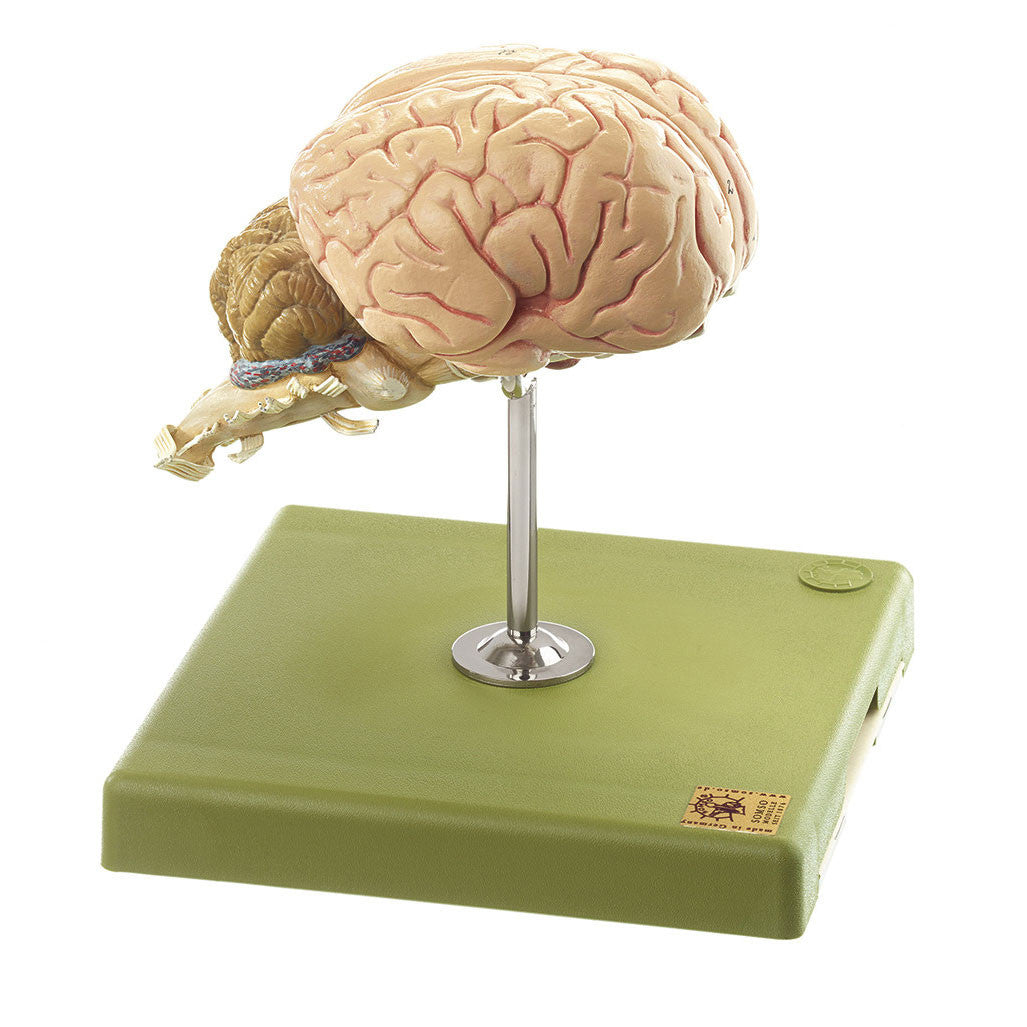 Brain of the Horse Somso Zo 30