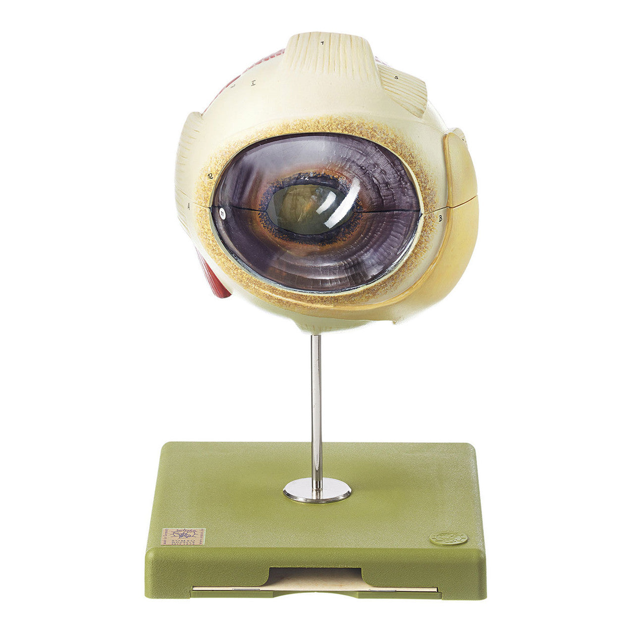 Eyeball of the Horse Somso Zo 31