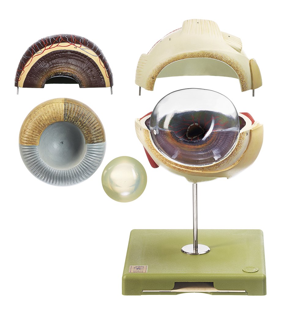 Eyeball of the Horse