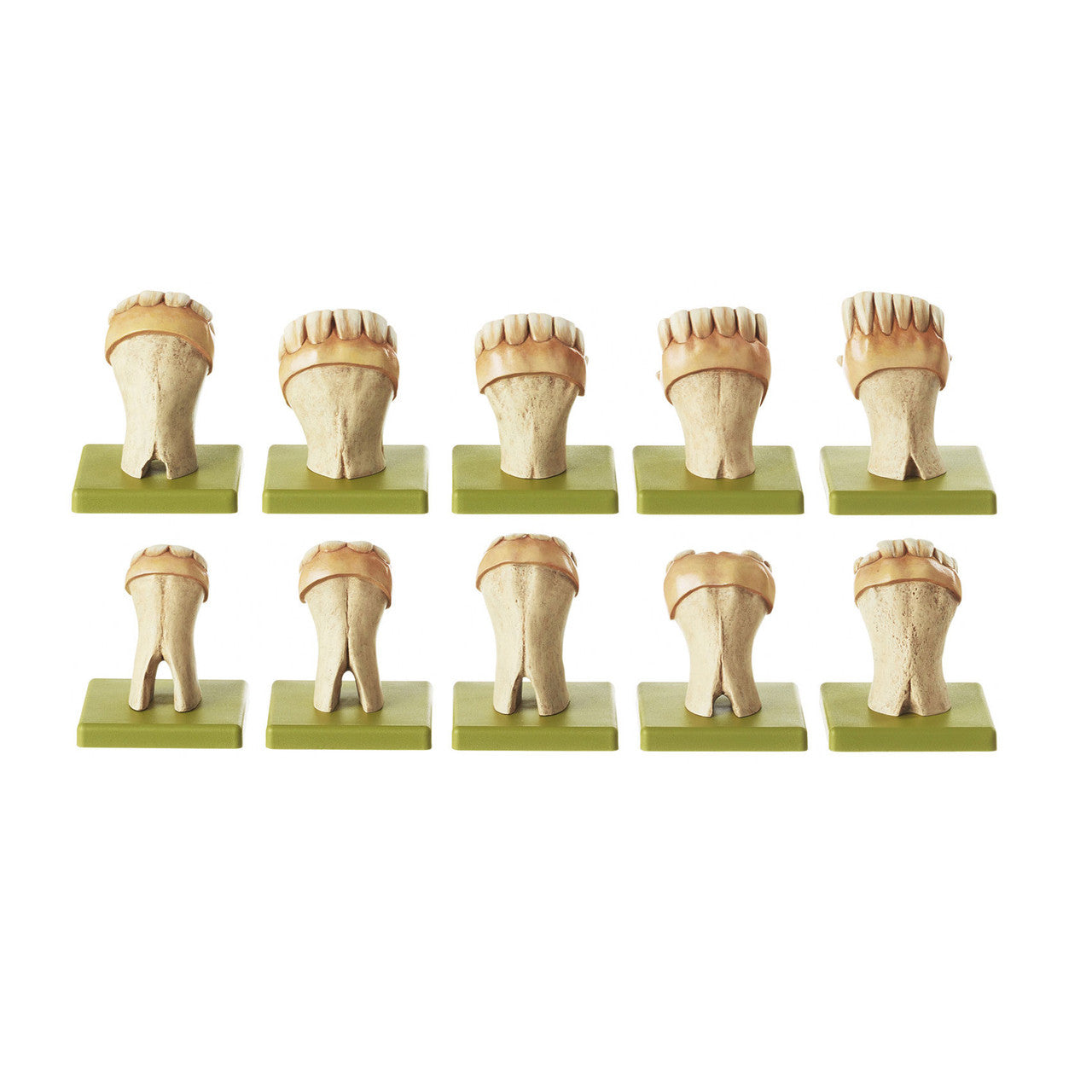 Sets of Teeth of a Horse Somso Zo 33