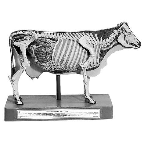 Demonstration Model of the Cow | Somso Zo 3