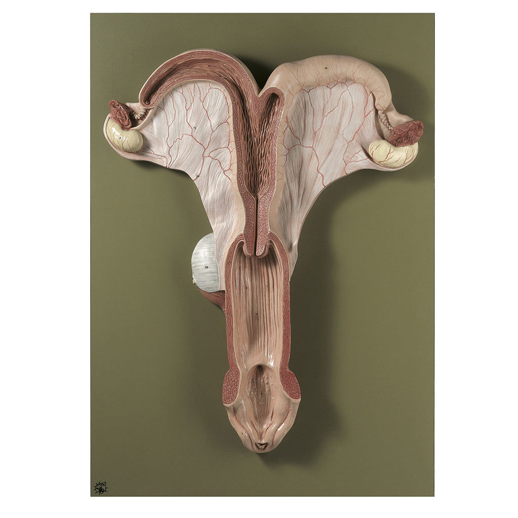 Genital Organs of a Mare Somso Zo 40