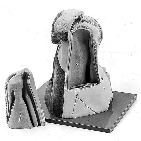 Nose of Cow | Somso Zo 4