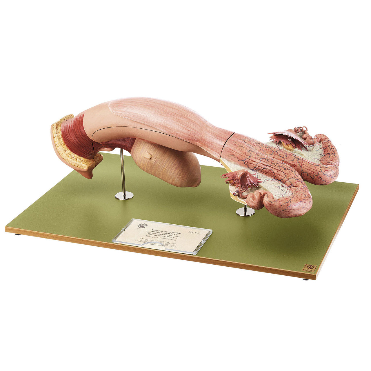 Female Genital Organs of the Cow 1 Somso Zo 9