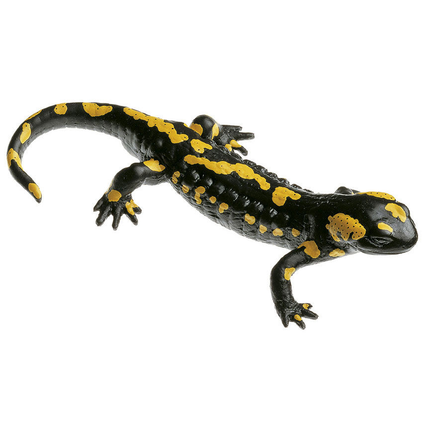 Spotted Fire Salamander, Male Somso ZoS 1001