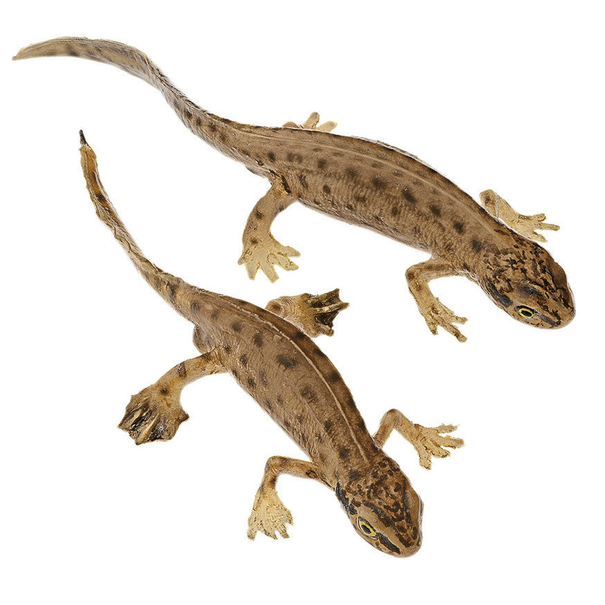 Palmate Newt, Pair Somso ZoS 1005