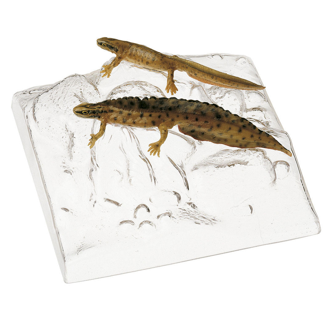 Smooth Newt, Pair Somso ZoS 1007