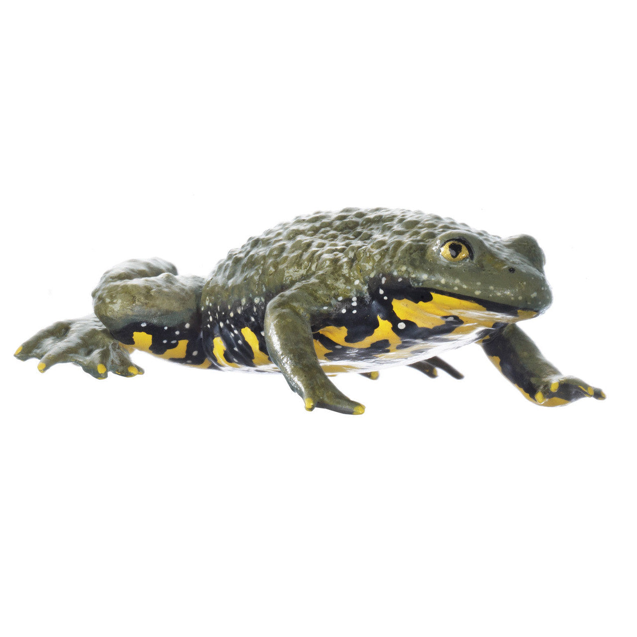 Yellow-bellied Toad Somso ZoS 1009