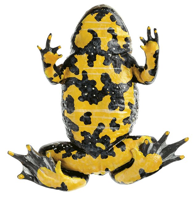 Yellow-bellied Toad
