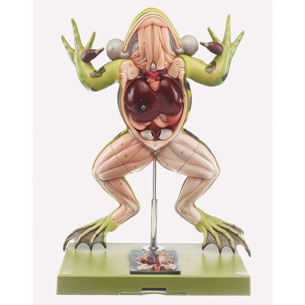 Water Frog 1 Somso ZoS 100/1