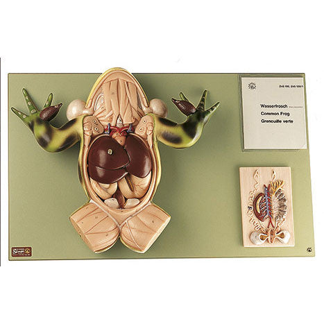 Water Frog Somso ZoS 100