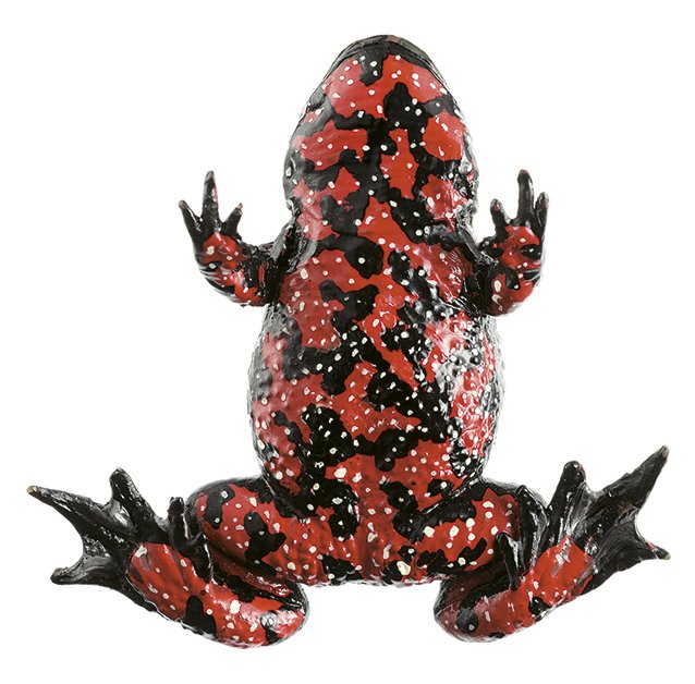 Fire-bellied Toad