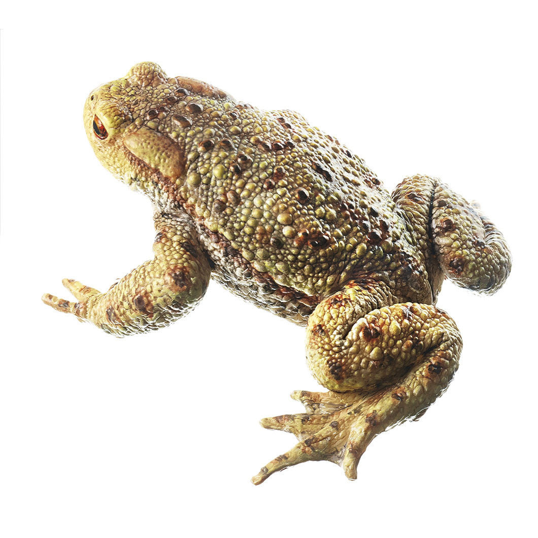 Common Toad, Male Somso ZoS 1012