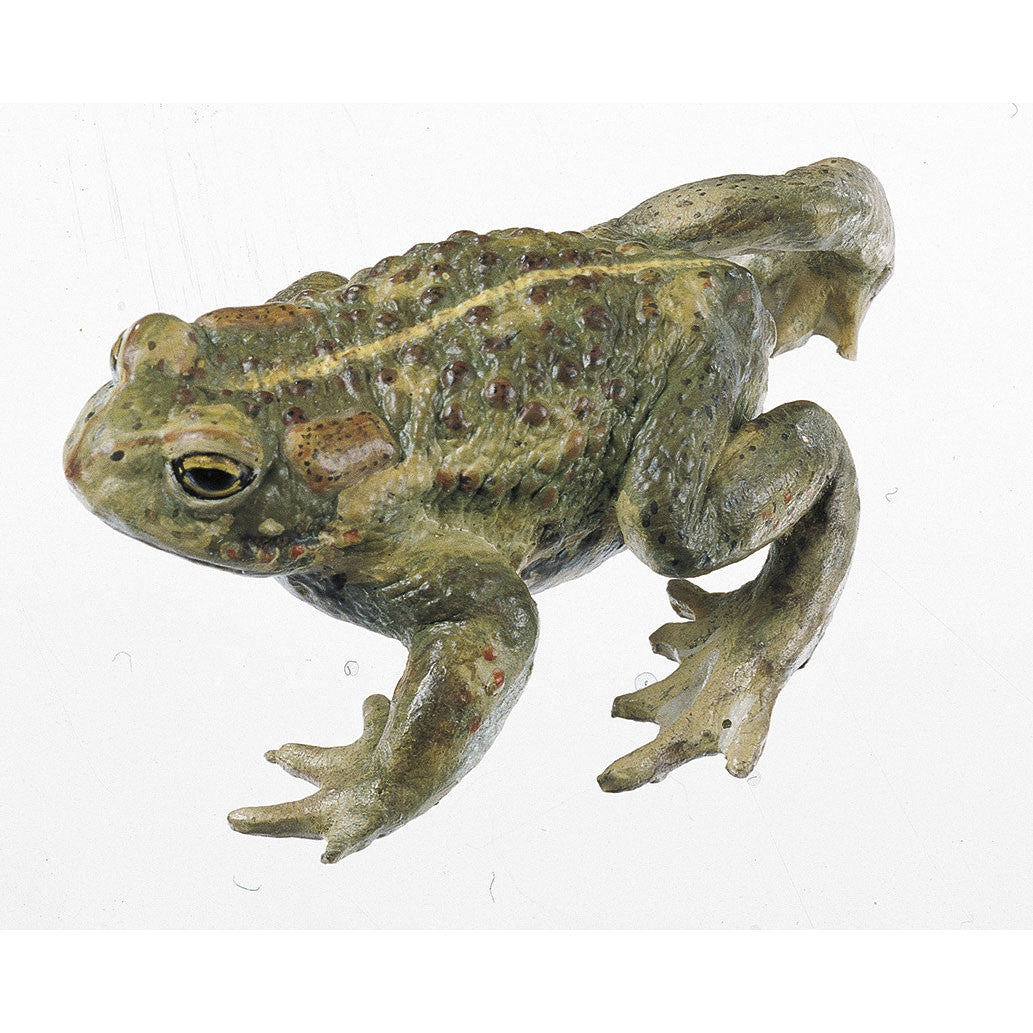 Natterjack Somso ZoS 1014