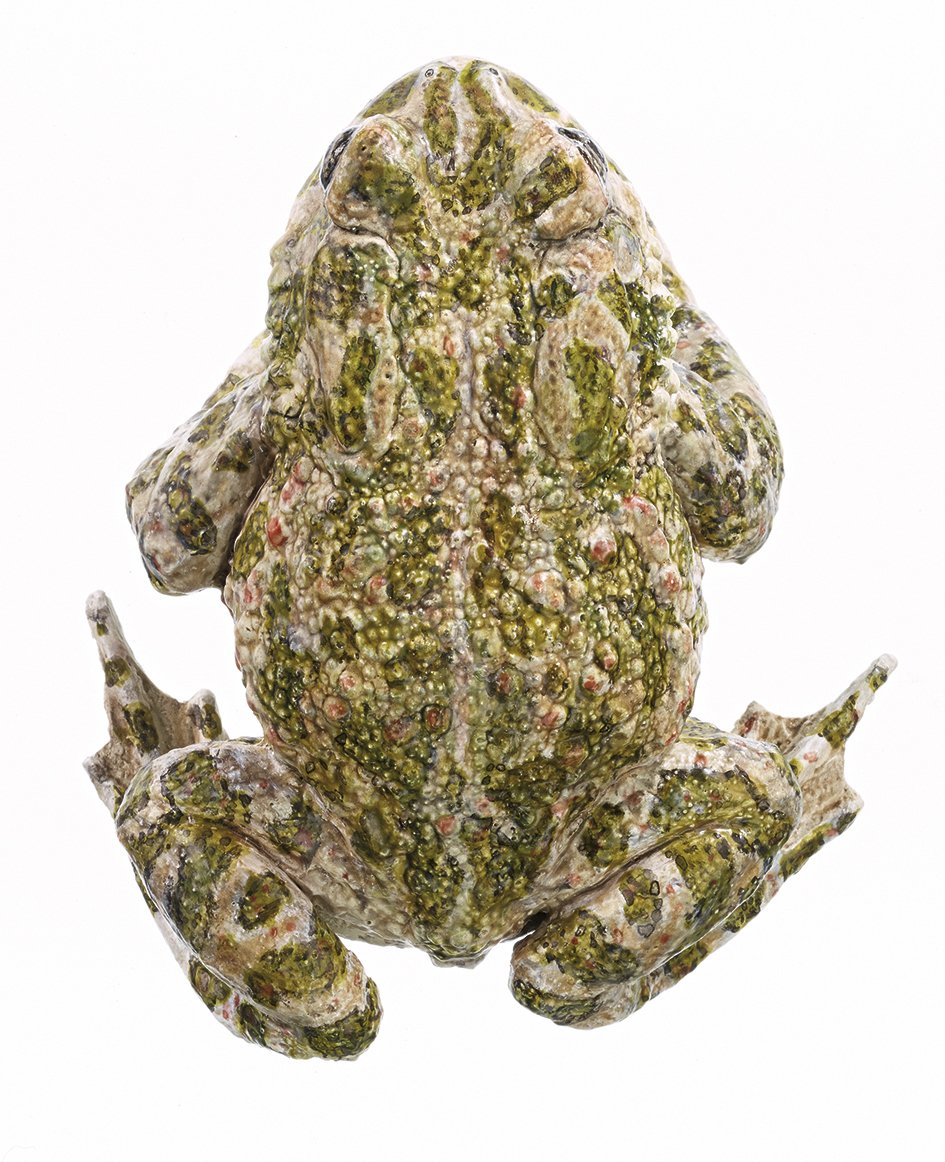 Green Toad